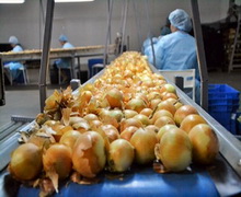 Половина експорту української цибулі відправляється до Іраку